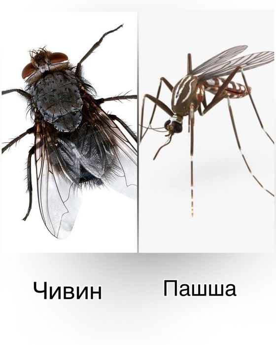 Dezinfeksiya xizmati pashsha va chivinlarga qarshi