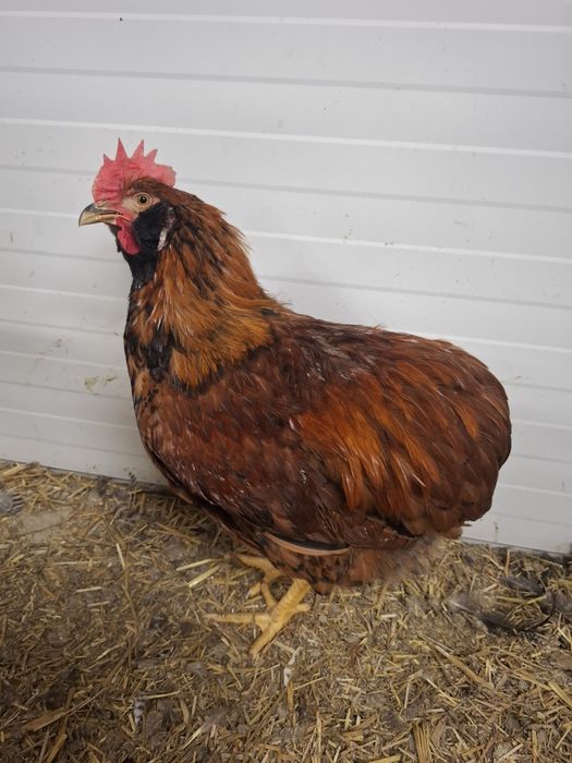 Cocoș araucana de vânzare