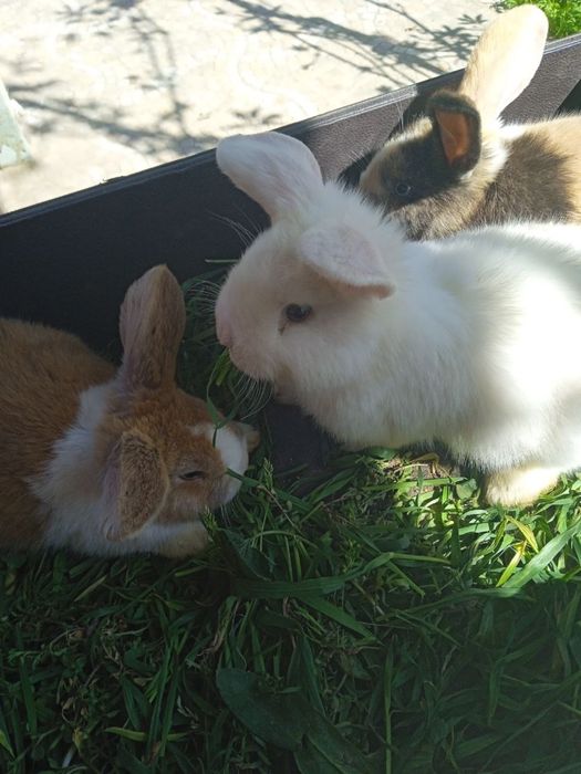 Декоративные висхоухие  кролики. Милые ручные готовы к продаже 6 шт