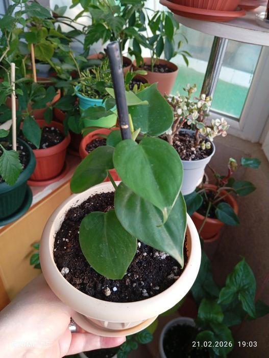 Комнатные растения продам