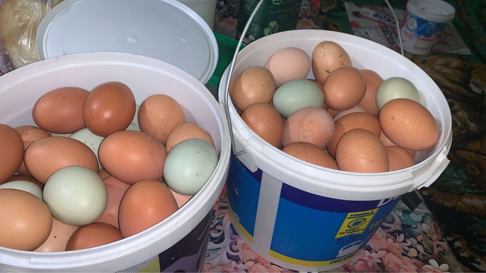 Oua naturale bio de casa