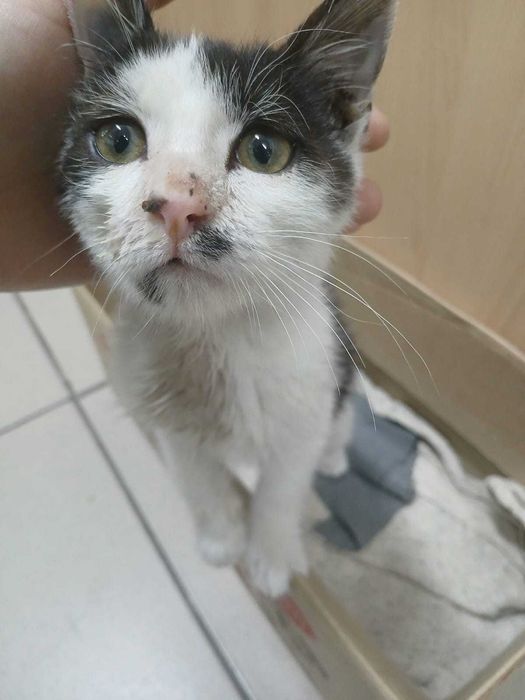 котенок ищет дом