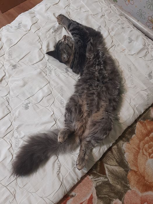 Одам Кошку в хорошие руки