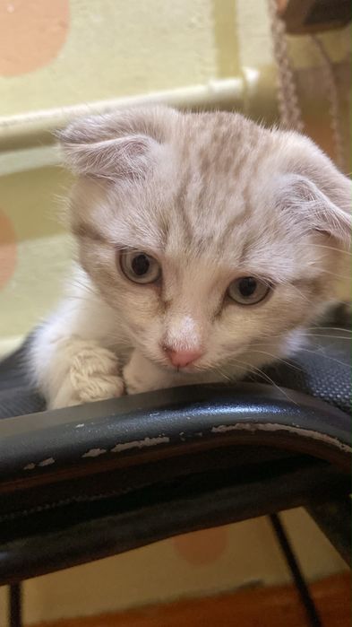 Кошка вислоухая 2 месяцев
