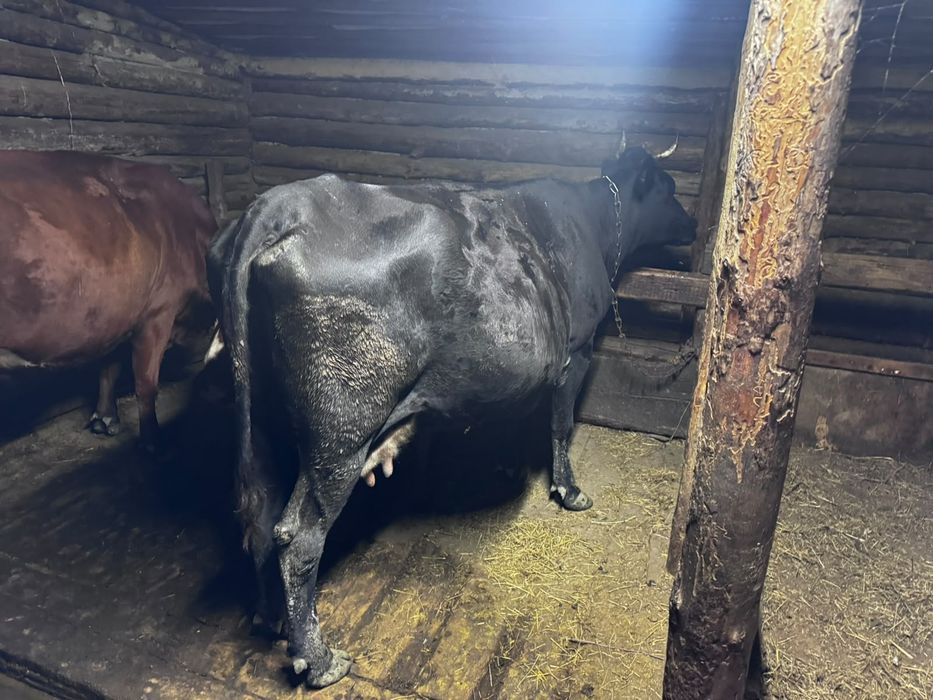 Продам двух коров и двух тёлочек
