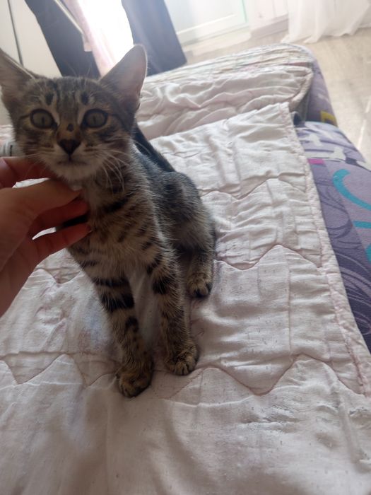 Отдам в добрые руки котенка мальчика!