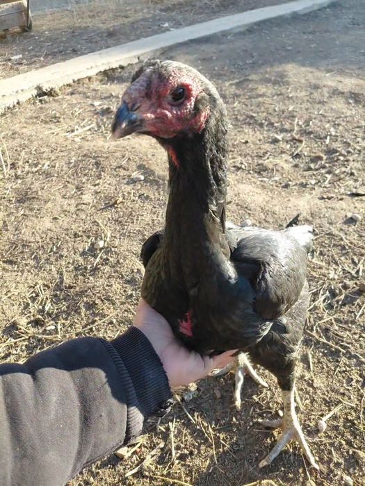 Дакан курица Тайго