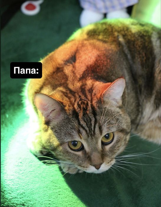 Котята породистые(БРОНЬ НА МАРТ)