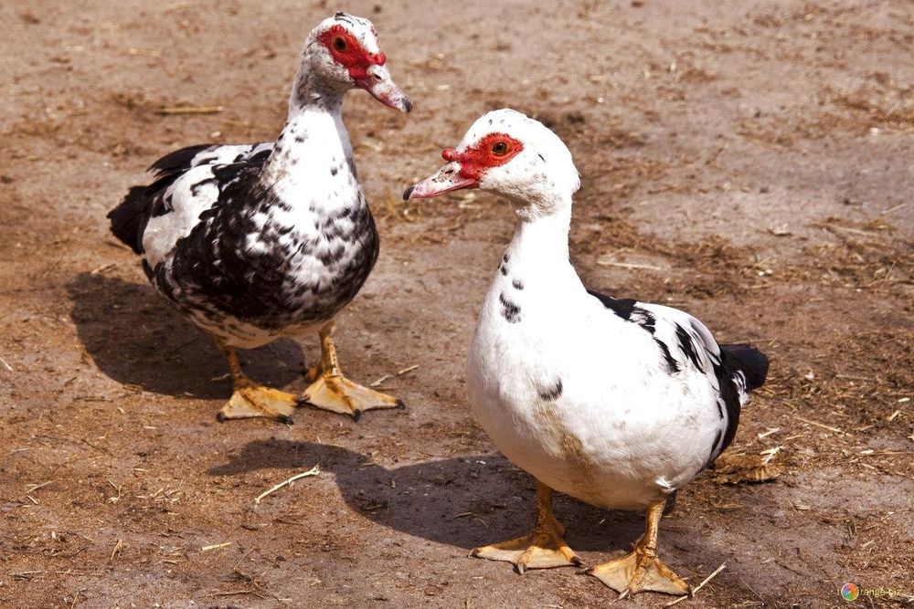 Продам племенных гусей, индоуток