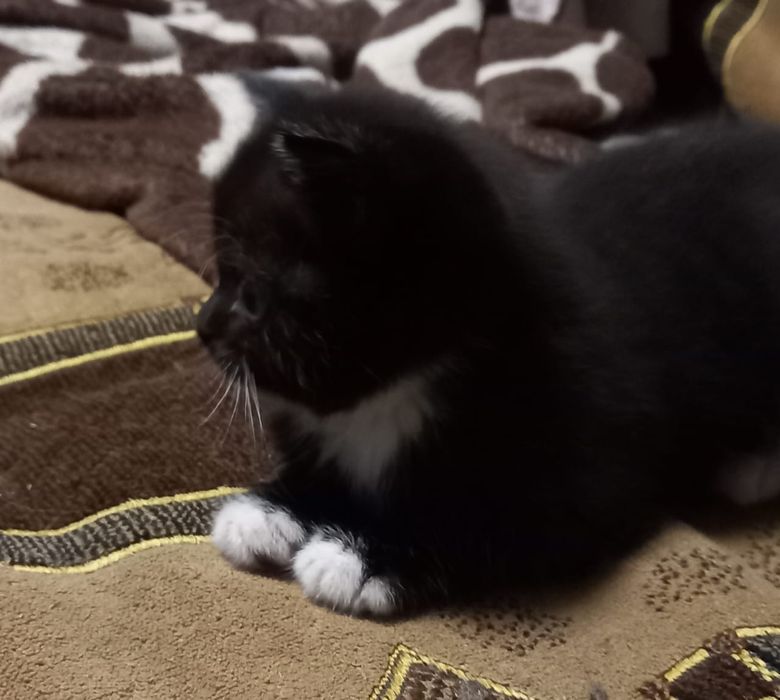 Котята длинношорстная британки