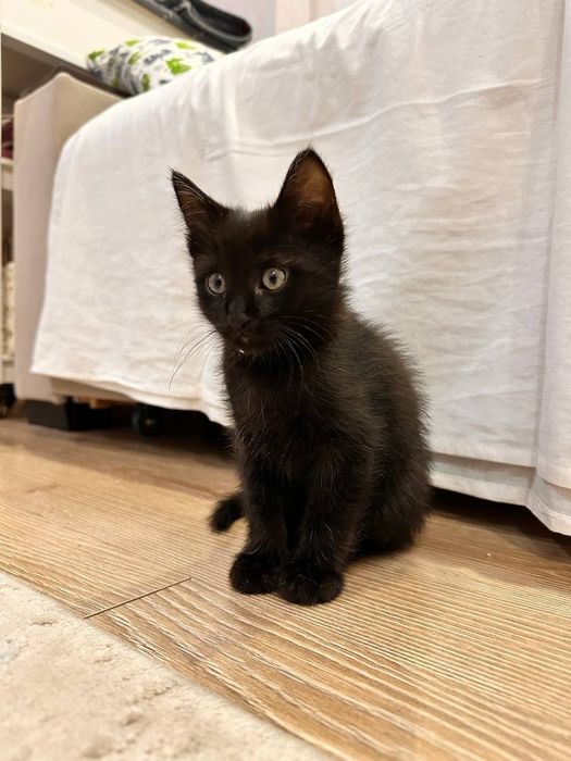 Черный котёнок (8 недель)