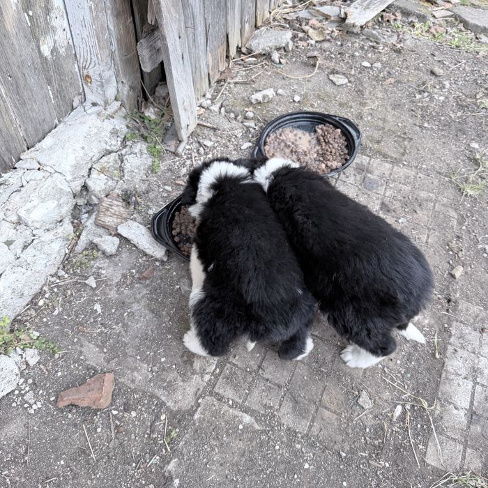 Две малки душици търсят своя дом