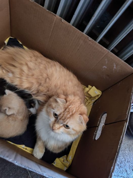 Котята в добрые руки