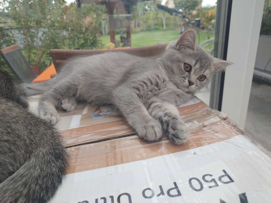 Британски котенца