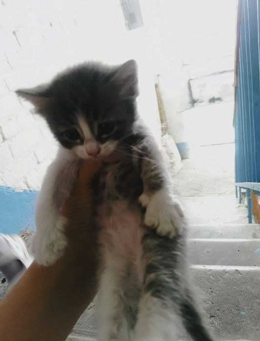 Срочно маленький котенок, мальчик