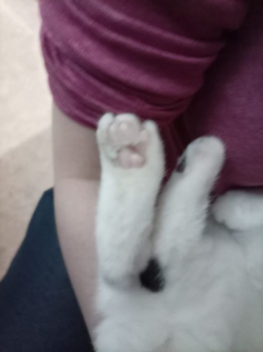 Котёнок 6 месяцев. Пол мальчик