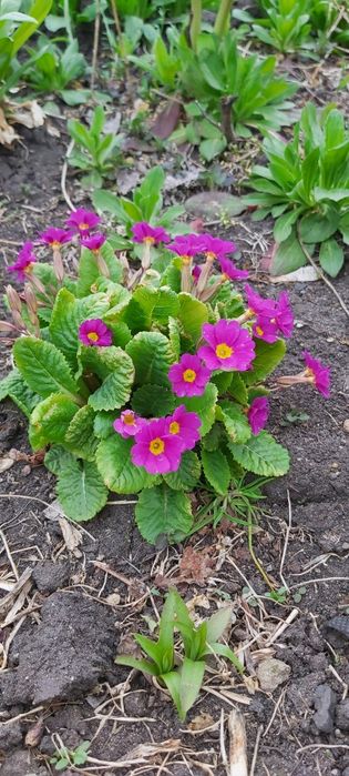 Дачный цветок Примула