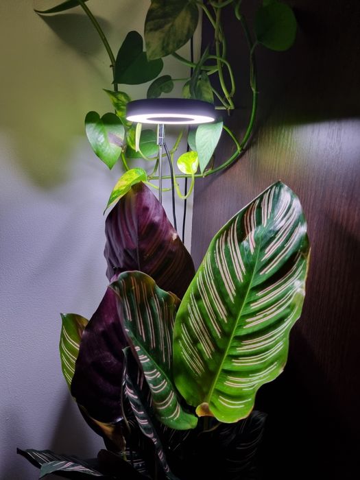 Lampa pentru plante