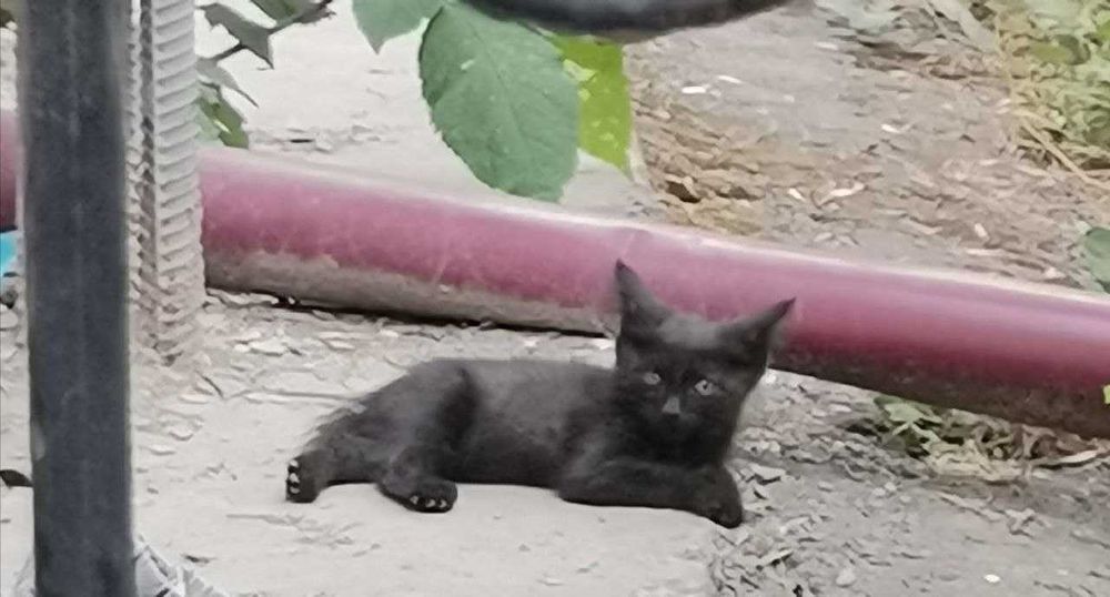 Котята  5 шт. родились 29 апреля