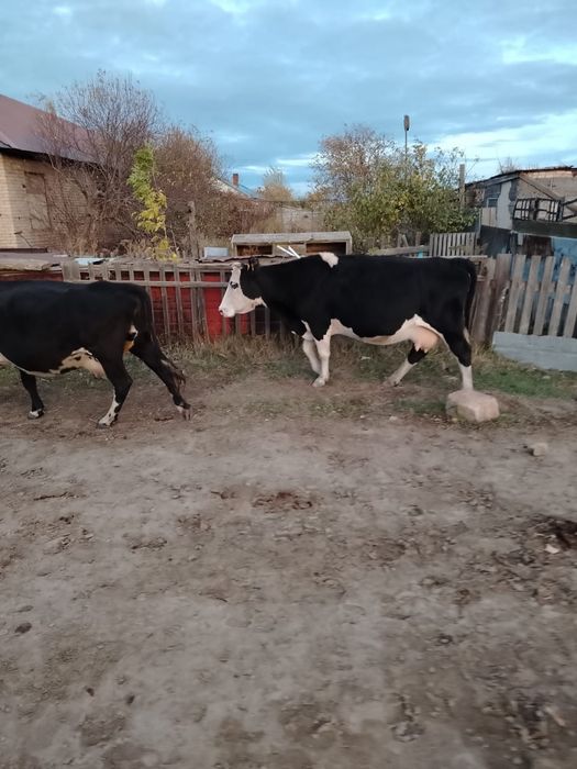 Продам корову стельную