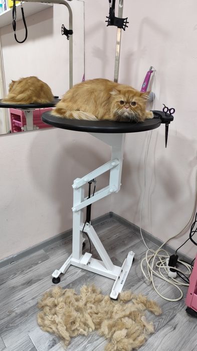 Груминг кошек. Вычёсывание и купание.
