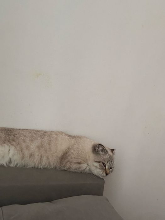 Шотландская скотиш фолд