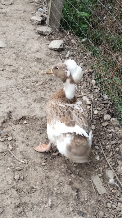 Rață moțată disponibilă