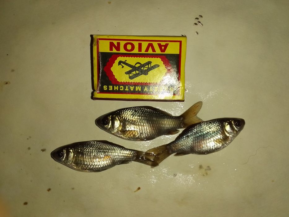 Живец-карасик. Центр