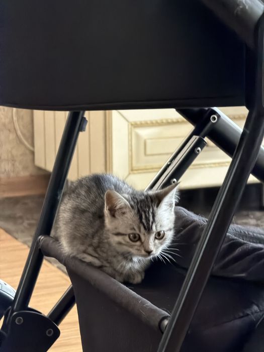 Отдам котят в хорошие руки