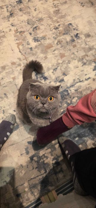 Scottish Fold (Shotland burama quloq) mushuk bollalari sotiladi