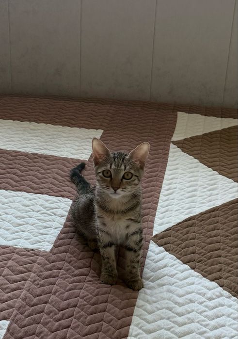 Кошечка Дуся 6 месяцев