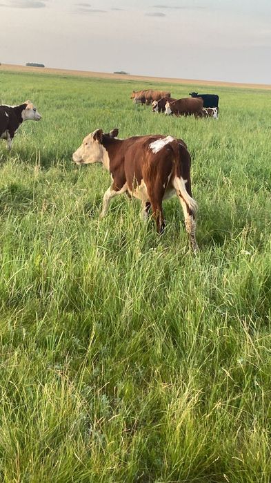 Крс от астаны 160 км