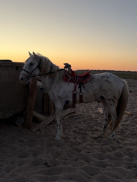 3жасар Донен сатылады