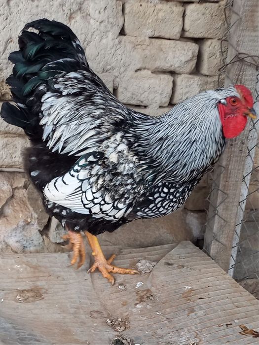 Cocoș Wyandotte Argintiu