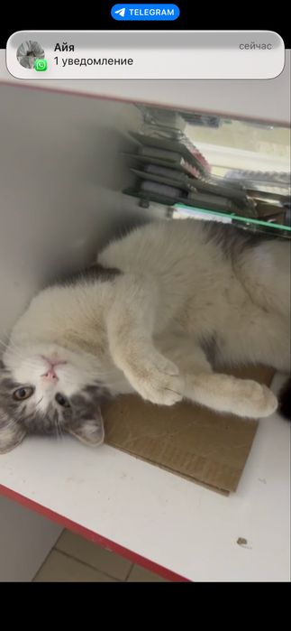 Ищу хозяев для Мурзика, кот, кастрирован!