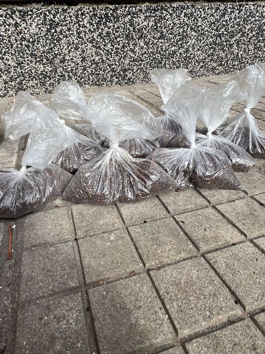 Семена Зеле Мелез