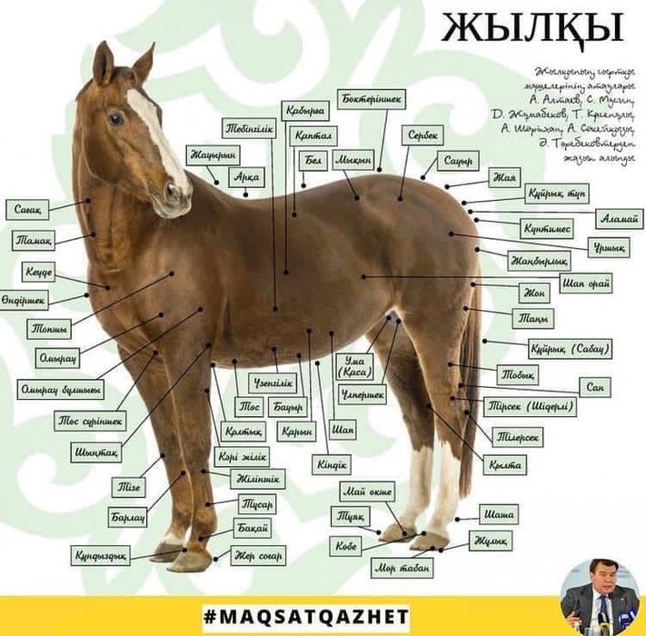 Жылқы еті соғым