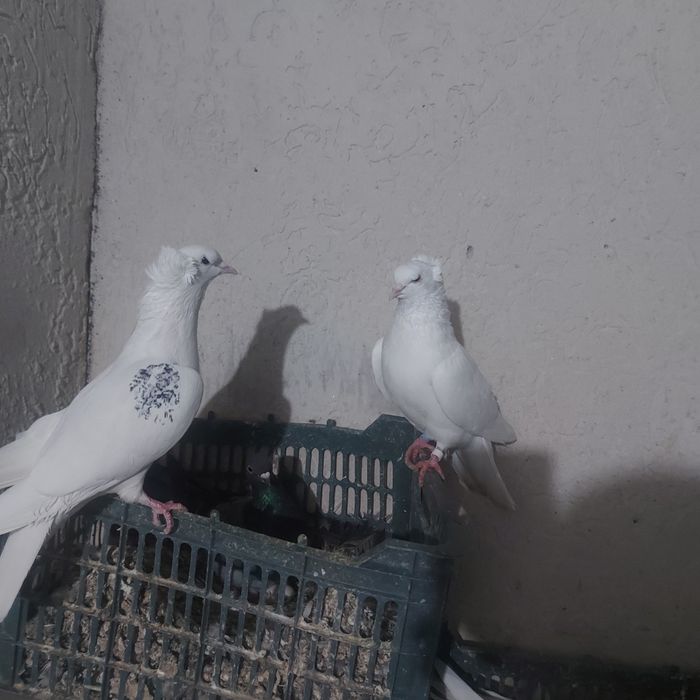 Бел чубати бровястые пара