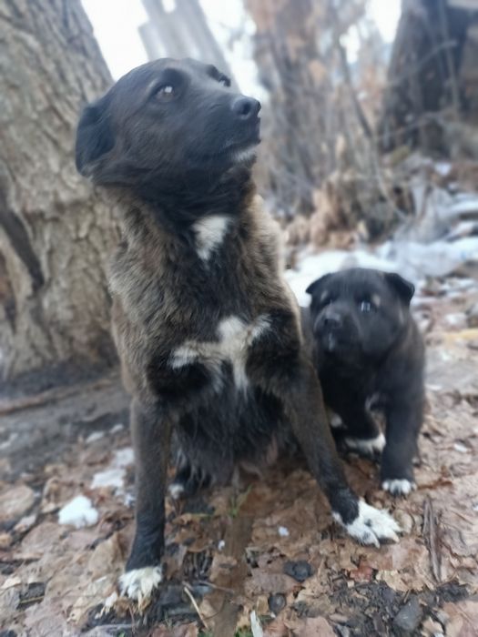 Домашние животные