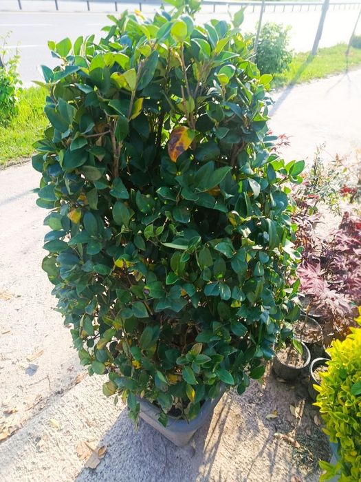 koʻchatlar optom