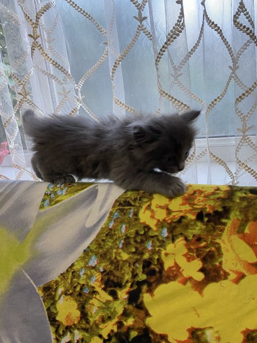 Отдам котят в хорошие руки