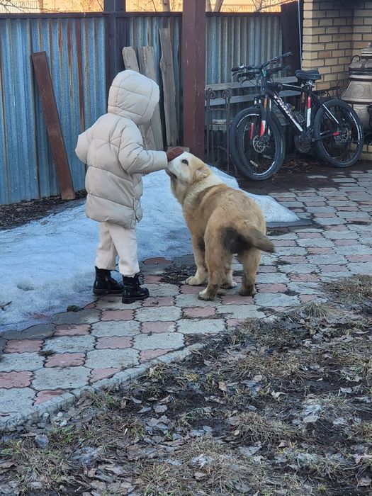 Алабай щенок продам