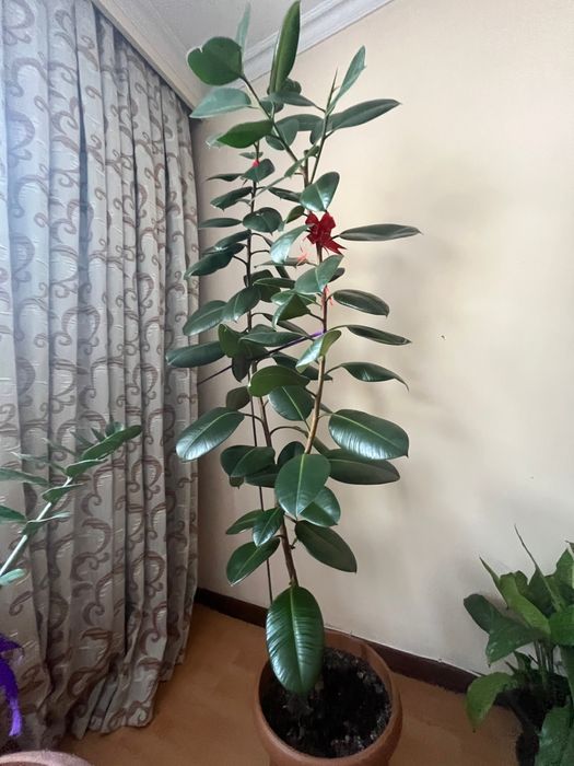 Домашние цветы