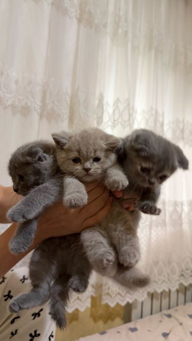 Кошка Скоттиш страйт, фолд