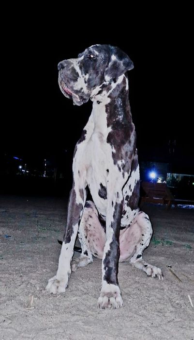 Дог ищет невесту