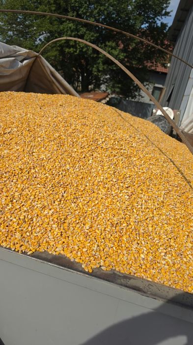 Vând porumb – 1 leu/kg