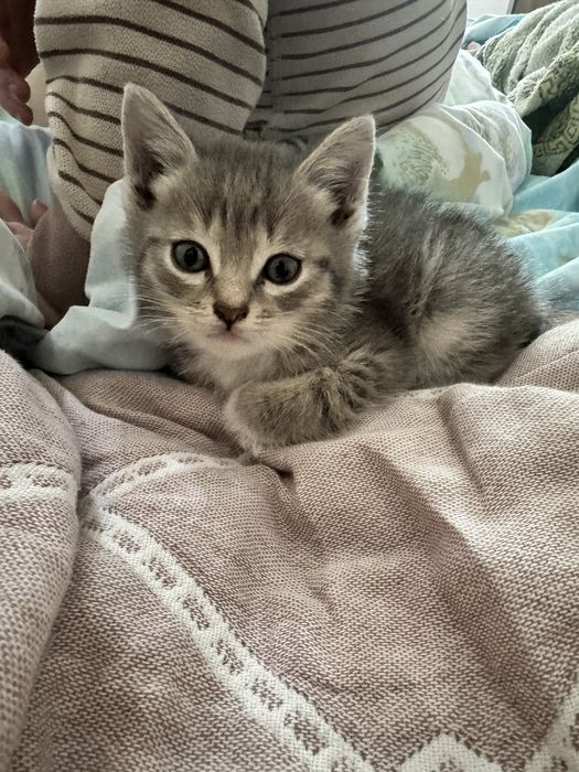 Котятя мать отец крысоловы