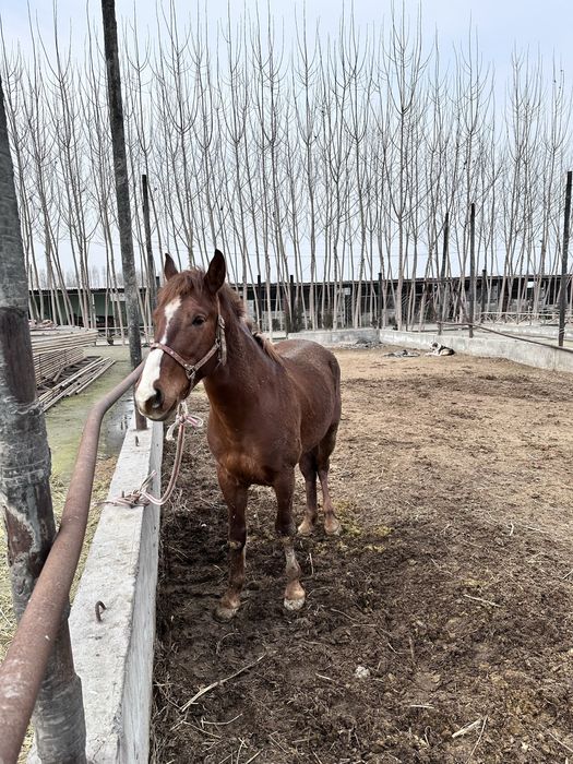 Зотдор от сотилади фермада, буйи 165