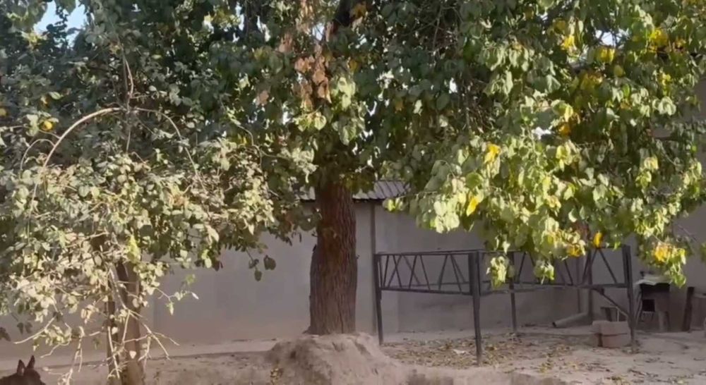 Назарбек ховли, сотилади