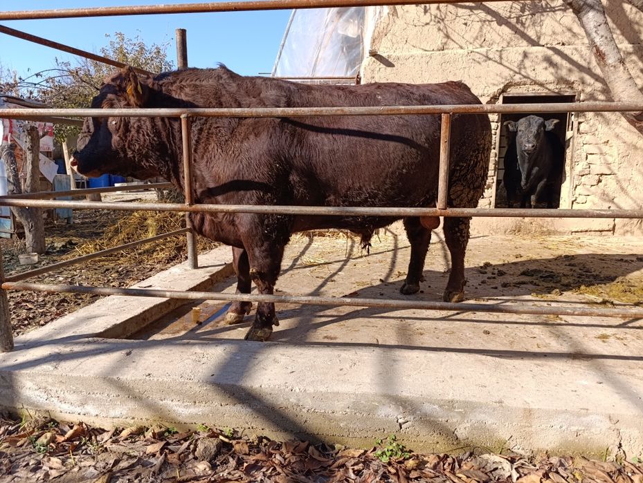 Бука сотилади живой вес